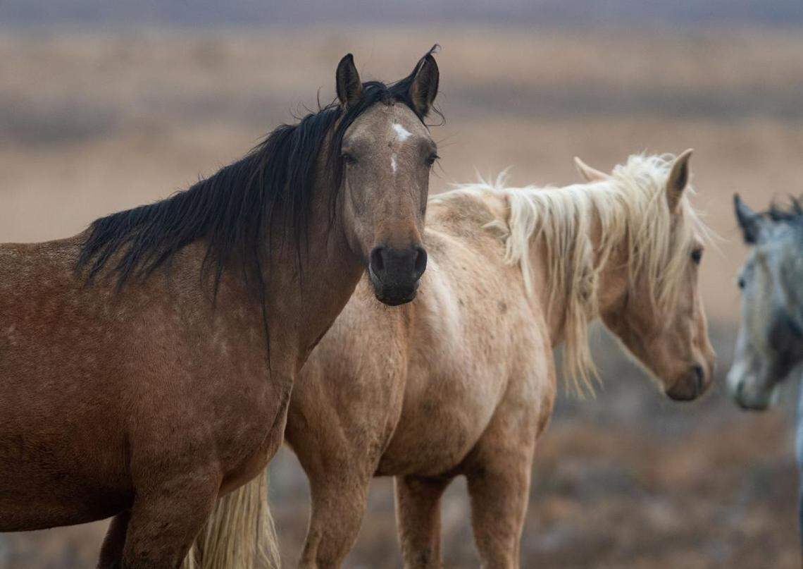 Wild horses return to the range Nov. 17 south of Glenns Ferry. Few animals inspire as much passion from the American public as mustangs.