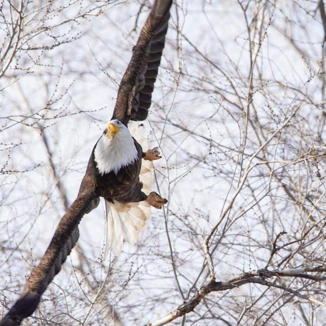 A bald eagle flies above the Azevedo family’s property in Wendell on Dec. 31, 2020. The trees around their home have become a favorite roosting spot for as many as 250 bald eagles.