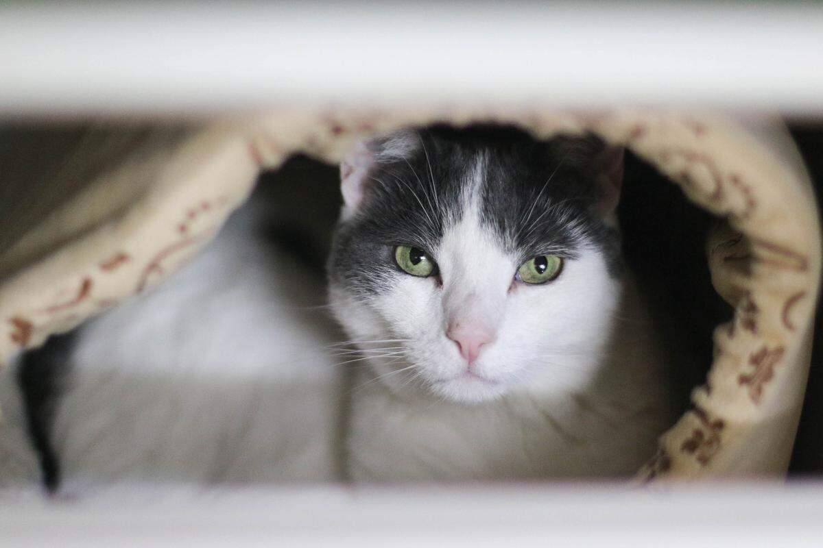 Ptolemy the cat is available for adoption as part of a bonded pair through Simply Cats.