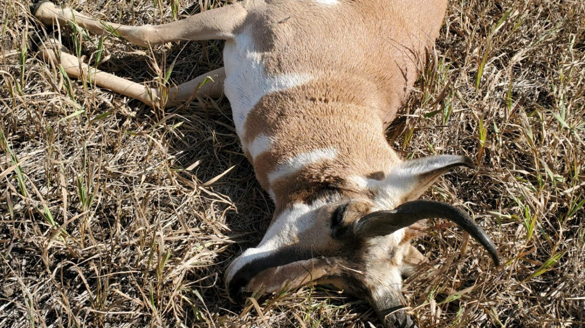 Pronghorn was left to rot after being shot from Idaho highway, Fish and Game says