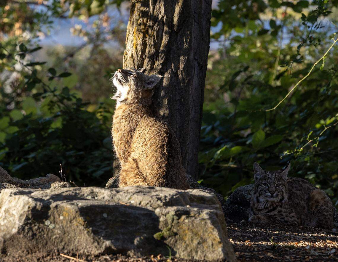 An adult bobcat sits in the sun Wednesday.