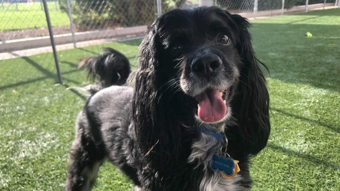 Meridian Pet of the Week