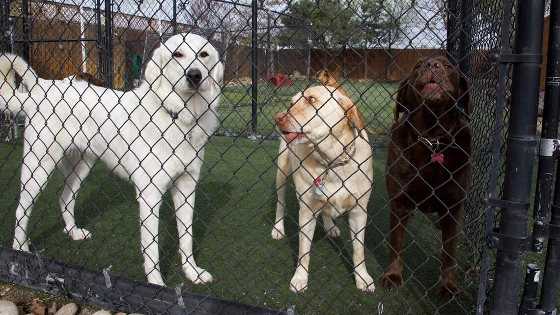 2019 Best Doggie Daycare: Companions Dog Resort