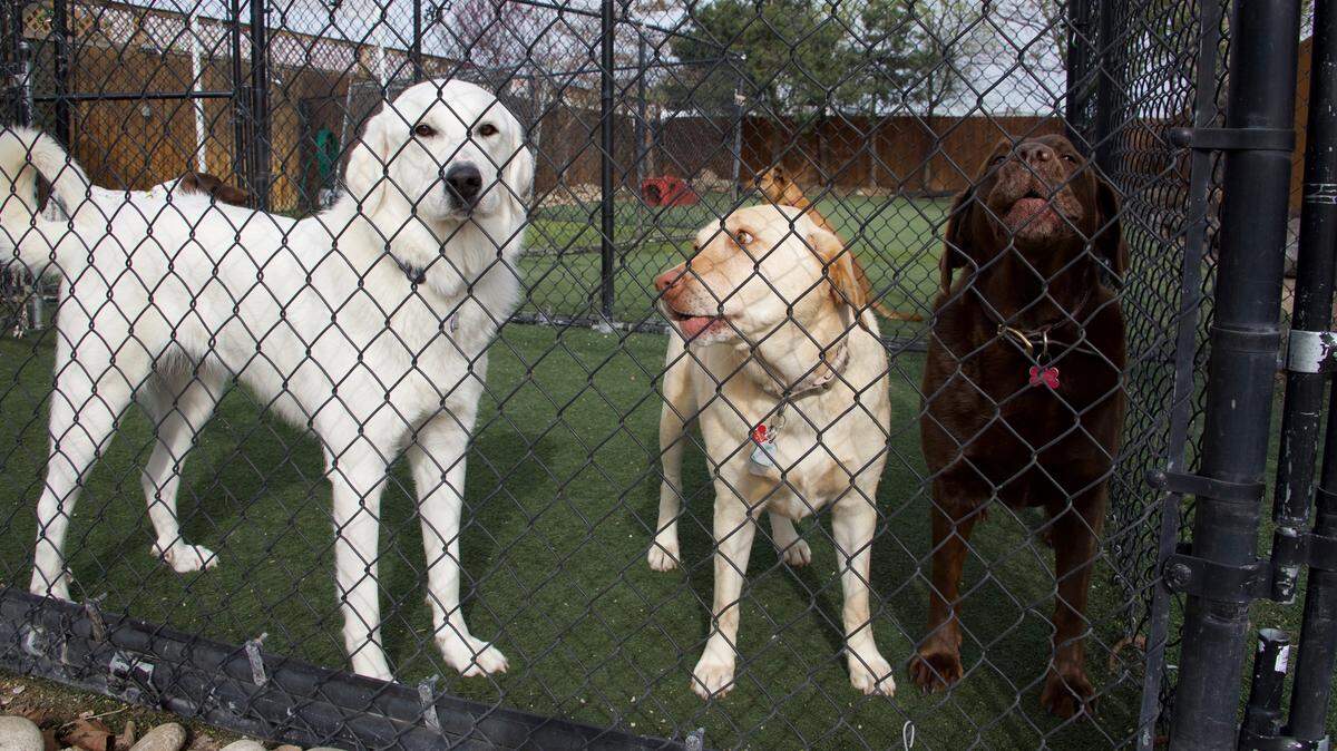 Boise loves its dogs, and that means it loves its day-care centers for dogs, and nobody does it better than Companions, according to voters.