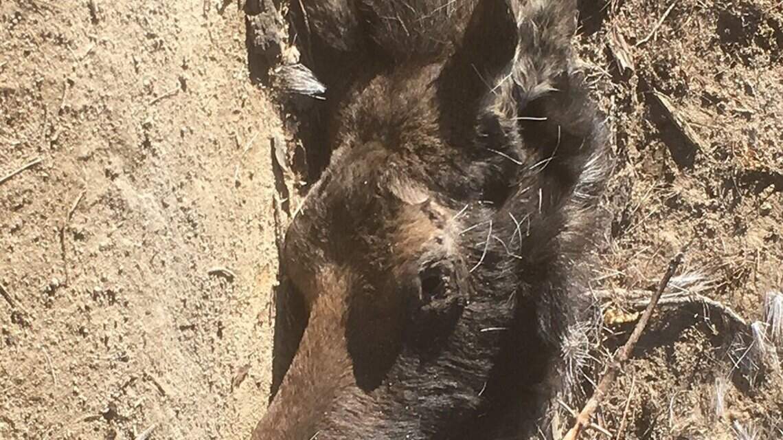 Fish and Game seeks information in moose poaching case near Idaho City