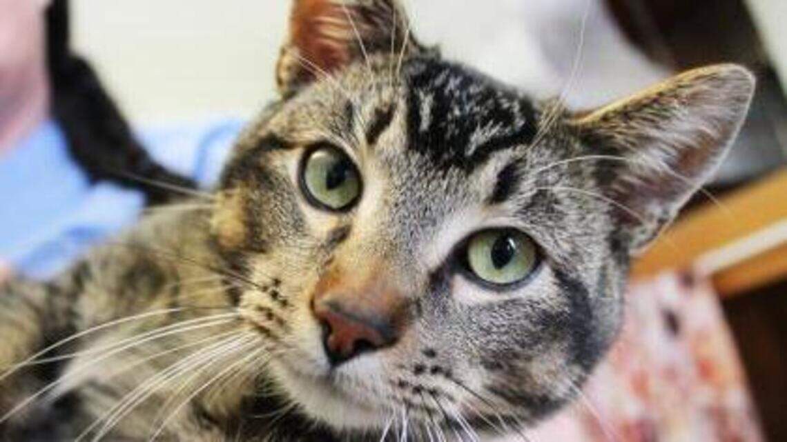 Ada County Pet of the Week: Leo