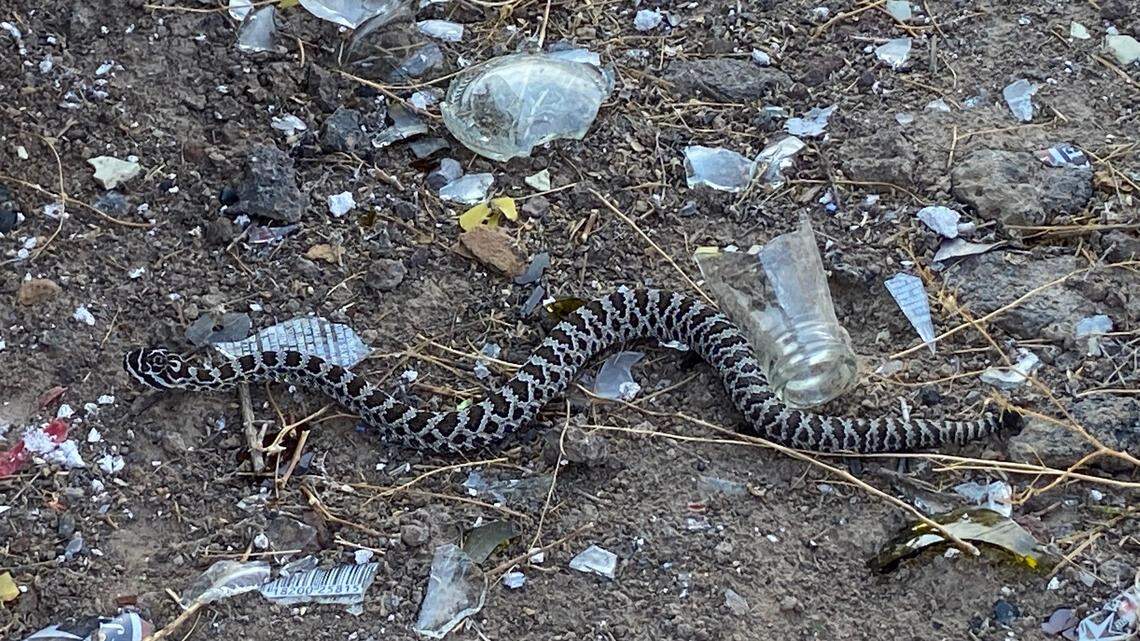 A rattlesnake slithers through trash on Idaho Department of Lands-managed public land near Mountain Home. The agency is considering restricting target shooting and vehicle access in the area due to issues with trash.