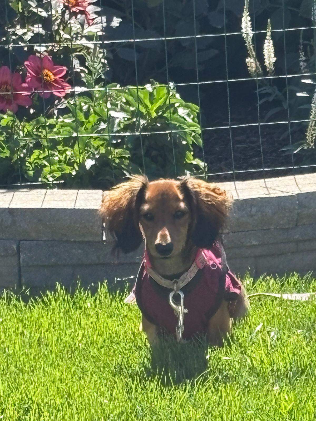 Mazikeen may appear small, weighing just 6 pounds, but she’s got the spirit of a German shepherd behind her mini dachshund exterior.