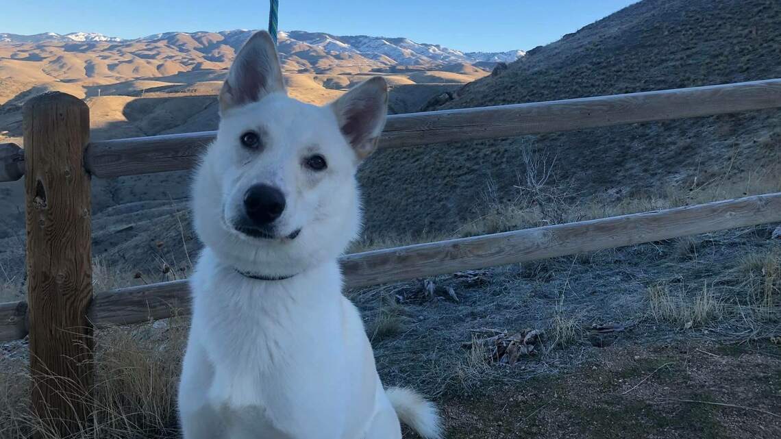 Meridian Pet of the Week: Comet