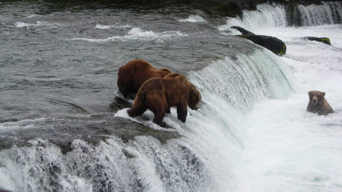 Nampa man faces federal charges after he allegedly led illegal bear hunts in Alaska
