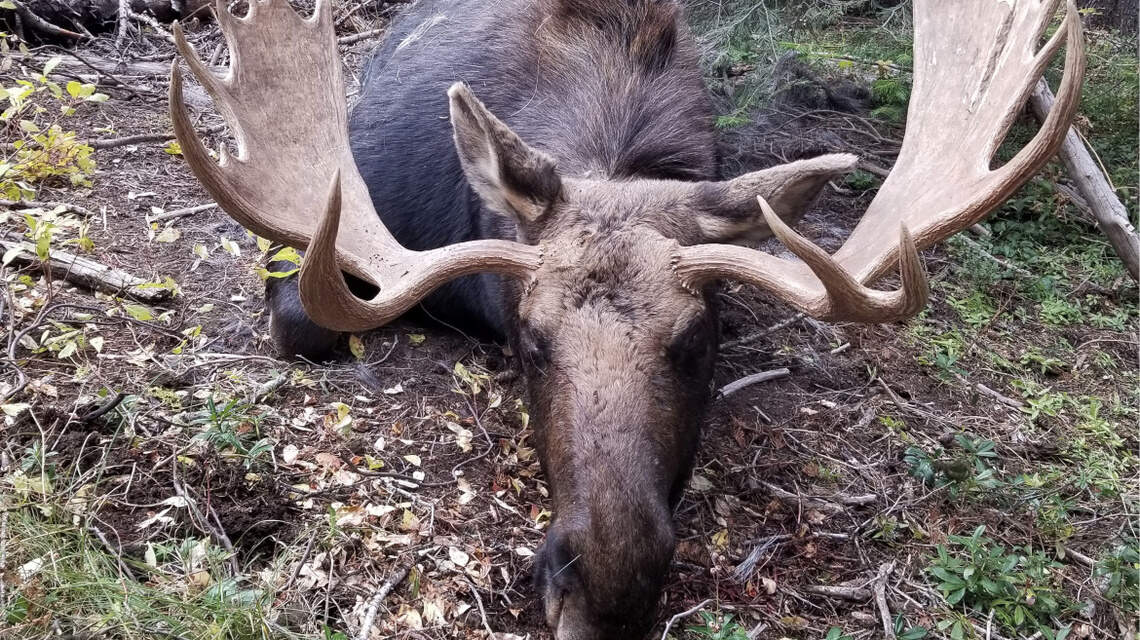 Poached bull moose found near Smiths Ferry, the latest in string of illegal moose shootings