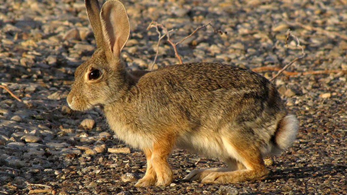 Rabbit hemorrhagic disease, also known as RHDV2, was found in wild cottontail rabbits at Dinosaur National Monument.