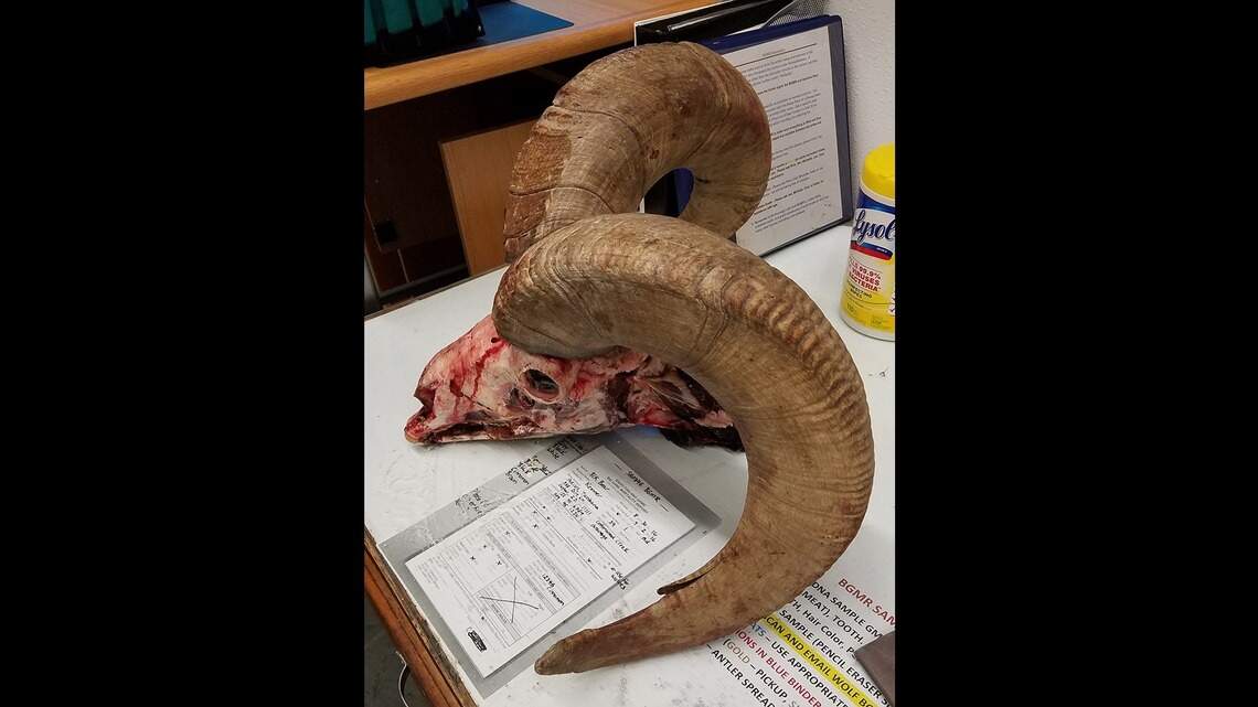 Idaho outdoor guide’s license revoked after he aided wife in poaching bighorn ram