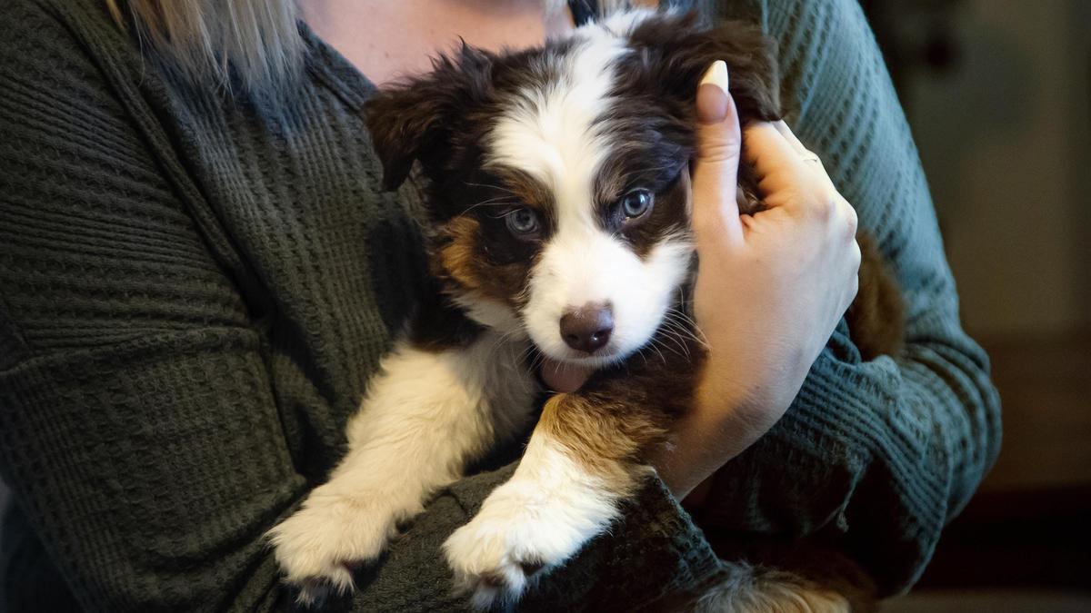 Rebecca Randall, of Kuna, holds an miniature Australian shepherd puppy named Kaycee at her home on Tuesday, Oct. 22, 2019. She and her husband, Steven, purchased the puppy from Matthew Milligan, owner of Surf’s Up Puppy Shack, for $500 on Oct. 6. The next day they noticed Kaycee was lethargic and showing signs of canine parvovirus, a highly contagious virus that can be deadly to puppies. Milligan has since refunded their money, but the Randalls were left with the $700 veterinarian bill.