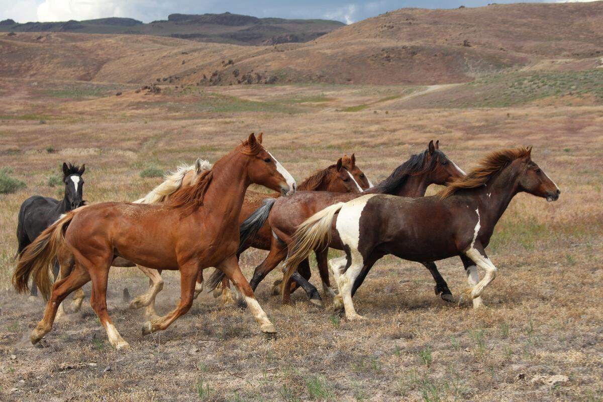 The Bureau of Land Management released 14 mustangs back into the Hardtrigger Herd Management Area in Owyhee County on Wednesday, May 29, 2019. The horses were gathered there in 2015 after the Soda Fire burned the area.