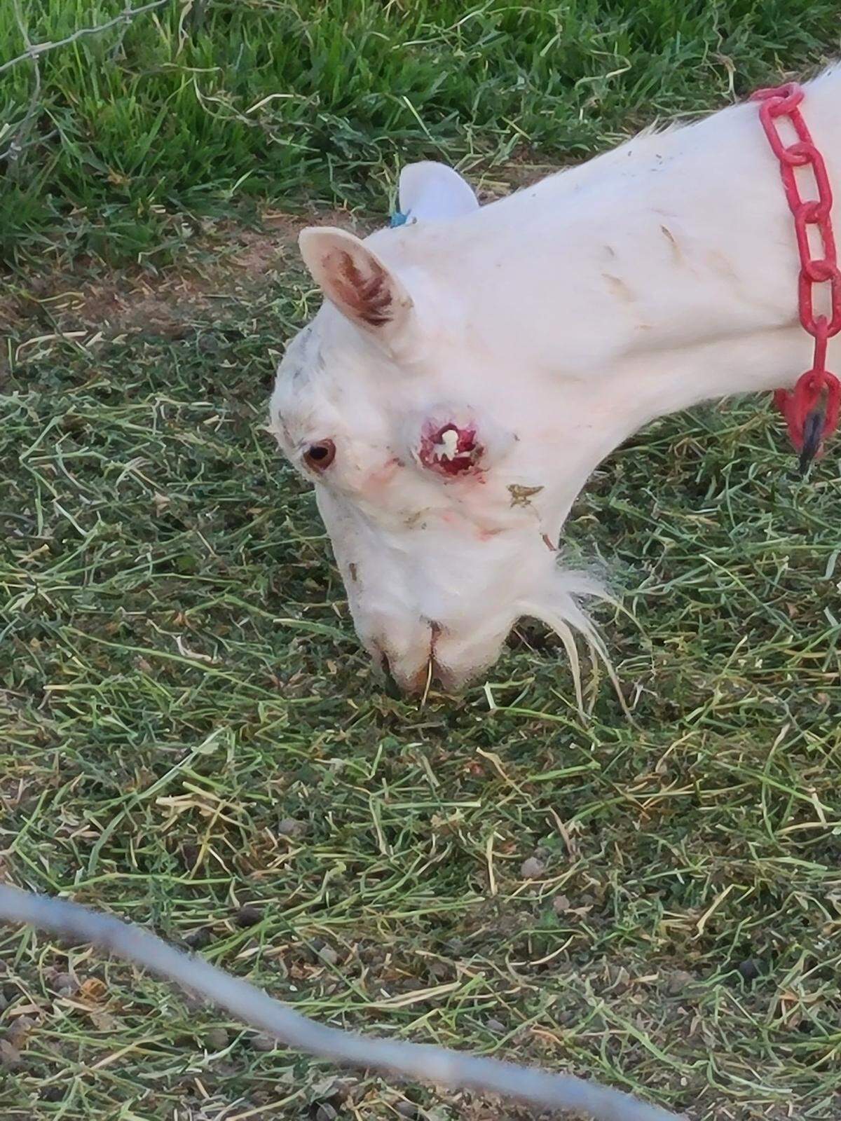 A goat at Grand Barr Dairy in Nyssa, Oregon, grazes with an open abscess on its cheek.