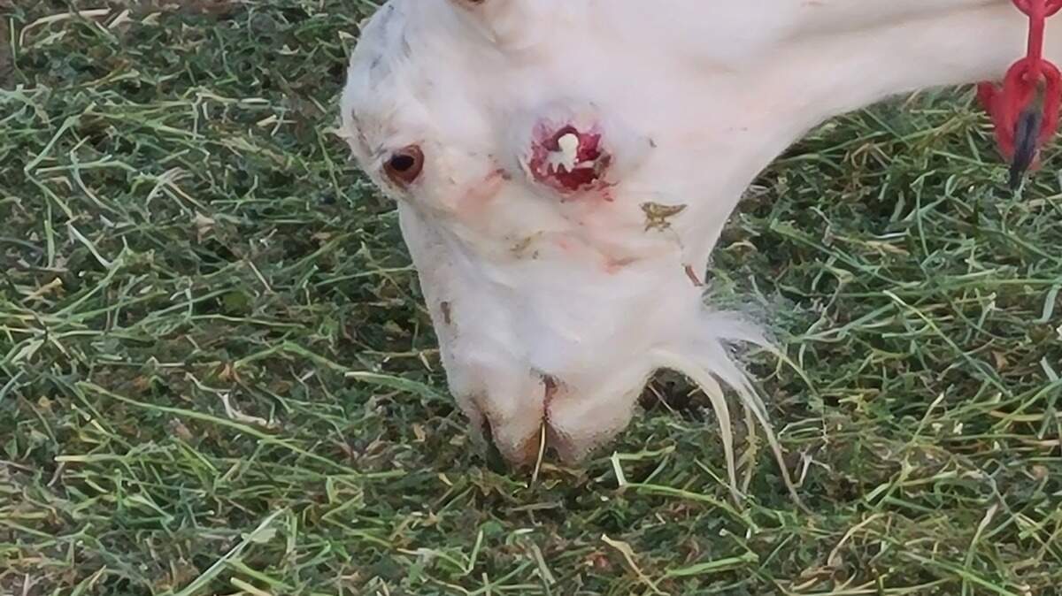 A goat at Grand Barr Dairy in Nyssa, Oregon, grazes with an open abscess on its cheek. PETA investigators said the abscesses were likely from caseous lymphadenitis, a highly contagious bacterial infection that causes abscesses in the lymph nodes. One goat from the dairy tested positive for the infection, according to vet records.