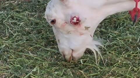 Grand Barr Dairy shows humans shouldn’t drink goat’s milk | Idaho Statesman