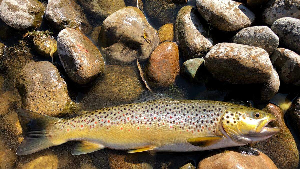 Colorful brown trout like this one are common October catches in the High Sierra.