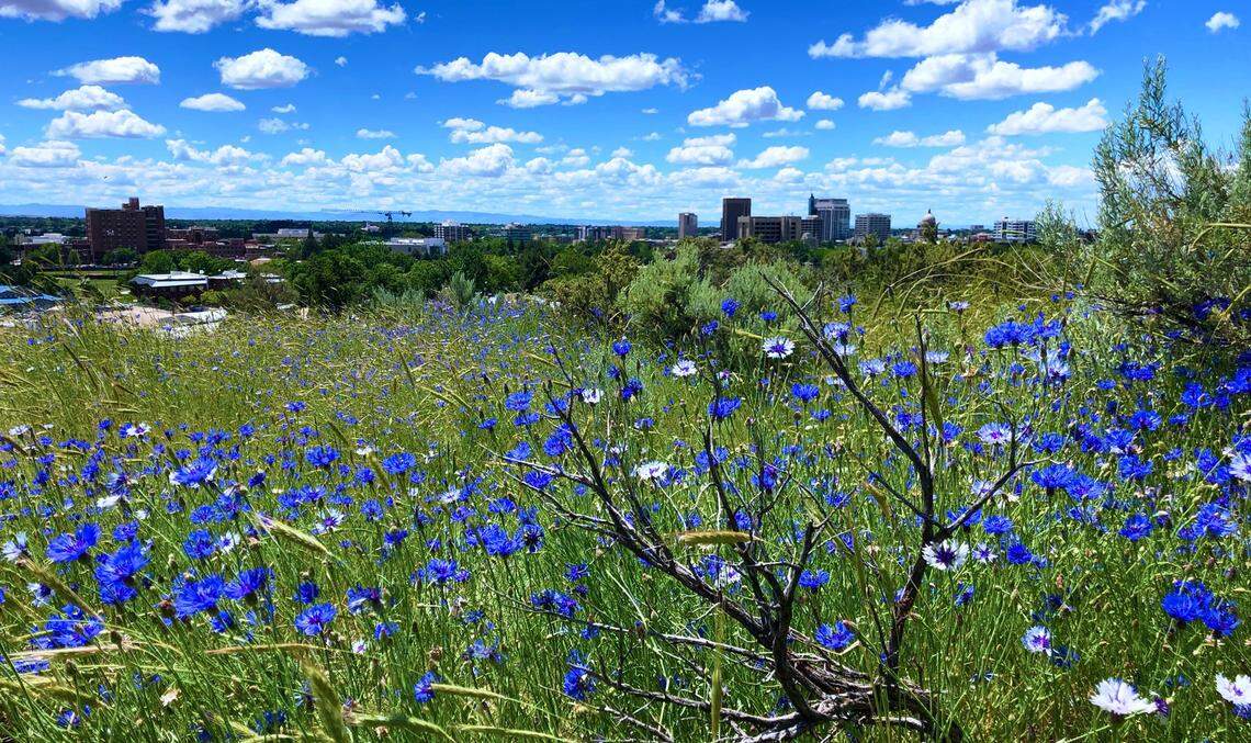 View of downtown Boise from the Boise Foothills, with wild bachelor buttons in the foreground.