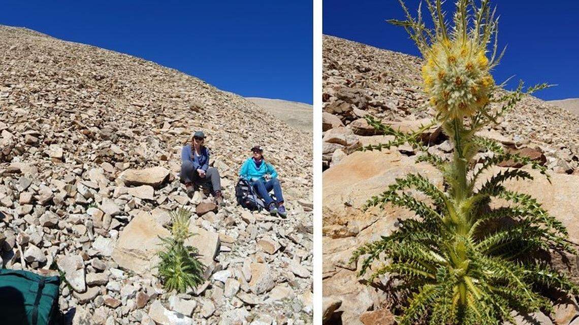 The quirky name of the new plant is meant to honor a certain researcher in the botany community, the study said.