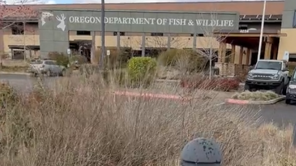 A clever animal ducked inside thick bushes just outside the Oregon Department of Fish and Wildlife office to shelter from stubborn wintry conditions.