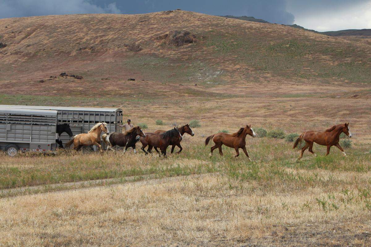 Horses run out onto the rangeland of the Hardtrigger Herd Management Area in this 2019 file photo. These horses were gathered by the Bureau of Land Management in 2015 after the Soda Fire. The agency is rounding up around 100 mustangs from Idaho herd areas after the Jump and Paddock fires burned their food sources.