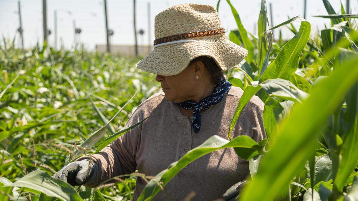 Candeloria Espejo, 47, works in the cornfields of Wilder on July 26, 2023.