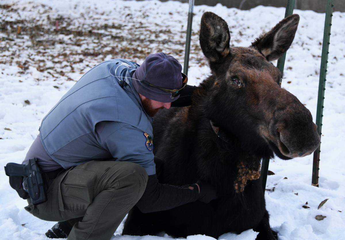 Conservation Officer Brandyn Hurd monitors a cow moose after it was anesthetized. Fish and Game treated the cow with antibiotics for an apparent eye infection.