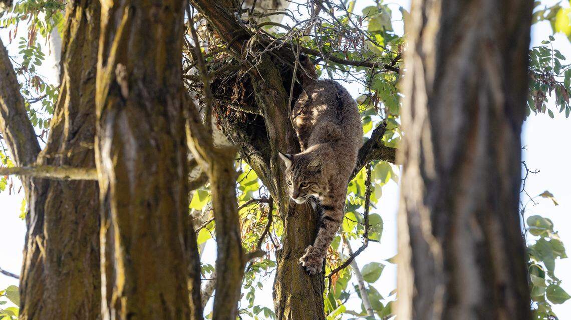An adult bobcat climbs down a tree at the Idaho Shakespeare Festival Amphitheater and Reserve.