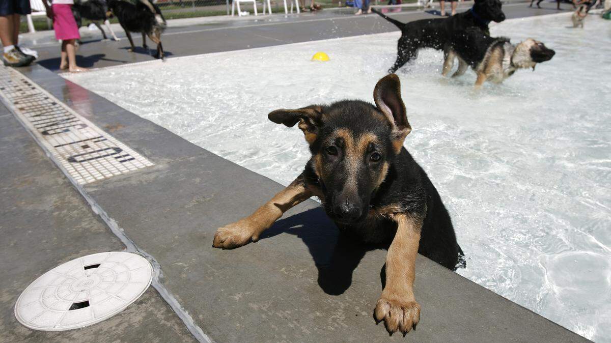 Dogs gets their day at the pool Saturday, Aug. 25, at the Pooch Party at Nampa’s Lakeview Water Park. The dog-only swim is a fundraiser for Nampa’s Amity Dog Park.