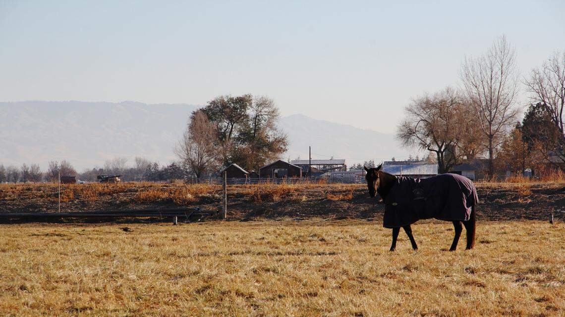 This pasture is along Star Road in an area of unincorporated Ada County that Meridian has eyed for an ag-tech district for the past decade. The farmland has so far gone untouched by developers, but the land is within Meridian’s area of impact, or the area where the city expects to grow.