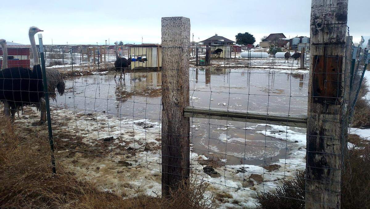 A breeding enclosure at American Ostrich Farms filled with water and snow. 