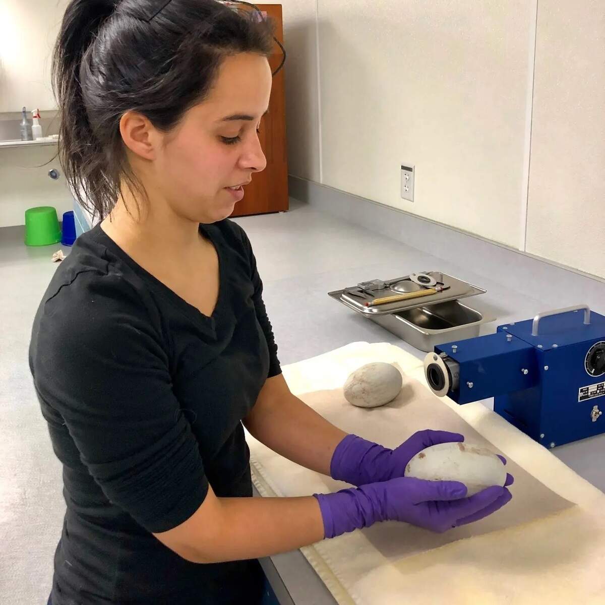 Carolina Granthon holds a California condor egg at The Peregrine Fund’s propagation facility at the World Center for Birds of Prey just south of Boise.
