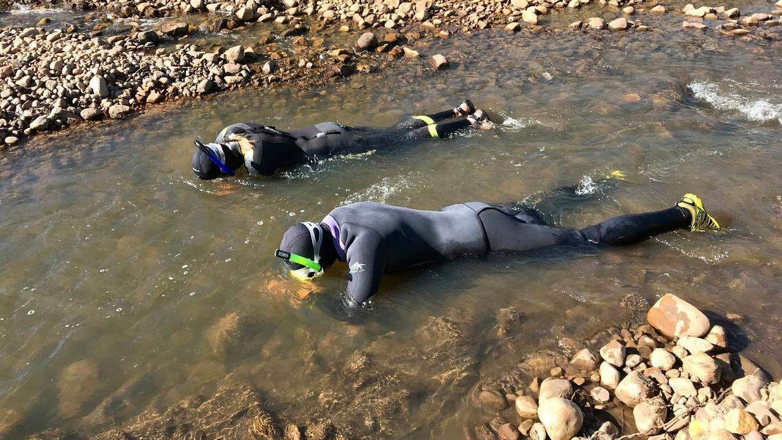 Finding rarely seen western pearlshells in creeks isn’t easy, so state researchers have to crawl on their belly through ice cold water, Utah officials say.