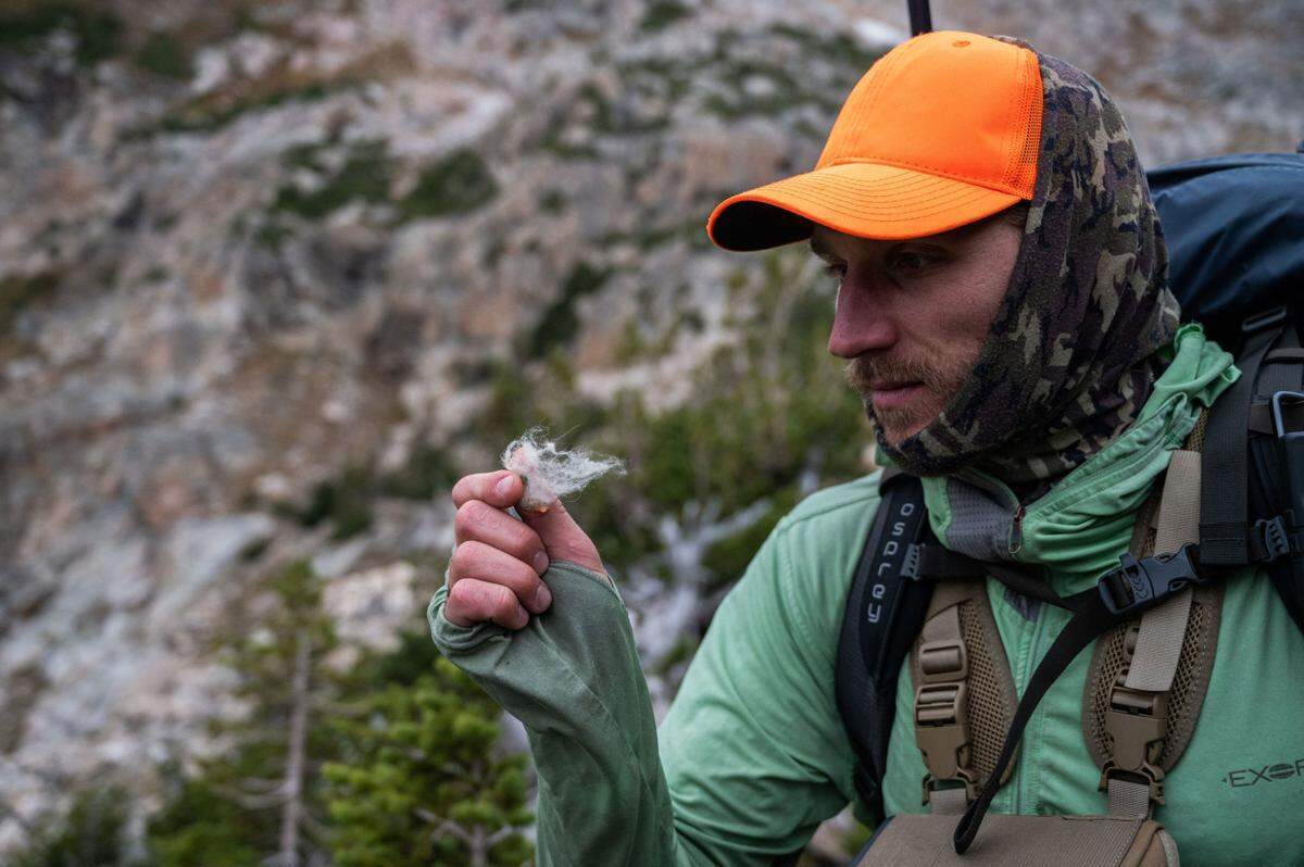 Mumford holds a lock of mountain goat hair found along a game trail while ascending into the high country of Cascade Canyon.