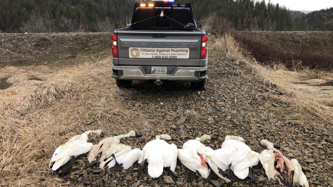 Six tundra swans were found dead in a field in Saint Maries, Idaho, wildlife officials said.