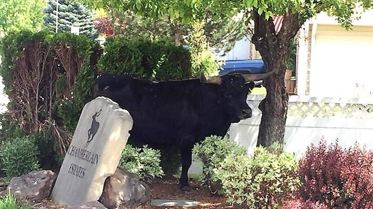 Ricky the bull got out of his field in Meridian and went roaming near the Chamberlain Estates subdivision. He took out a few bushes in his way.