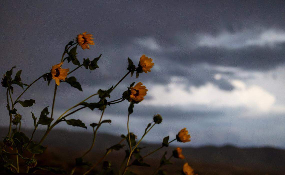 Sunflowers blow in the high winds during a storm over the Boise area in August 2023.