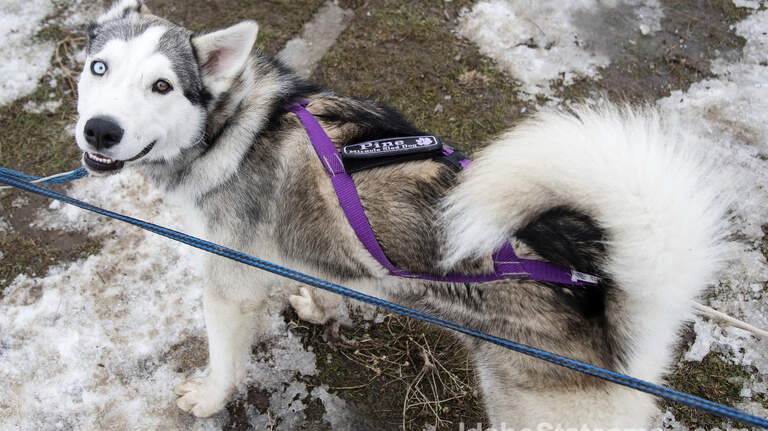 Photo Gallery: See the Miracle Dog Sled Team up close