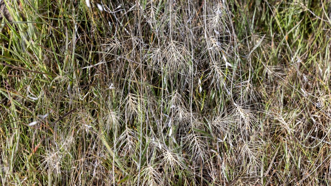 Medusa head is an invasive plant species that is harmful to sagebrush habitats.