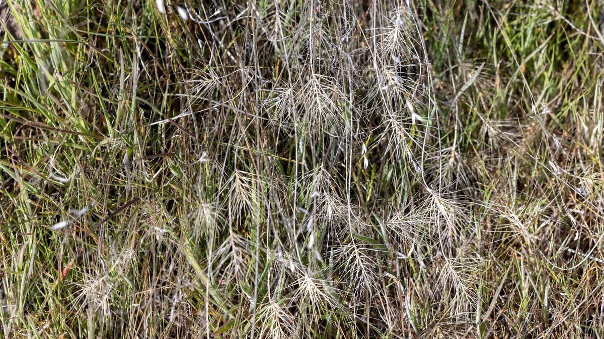 Medusa head is an invasive plant species that is harmful to sagebrush habitats.