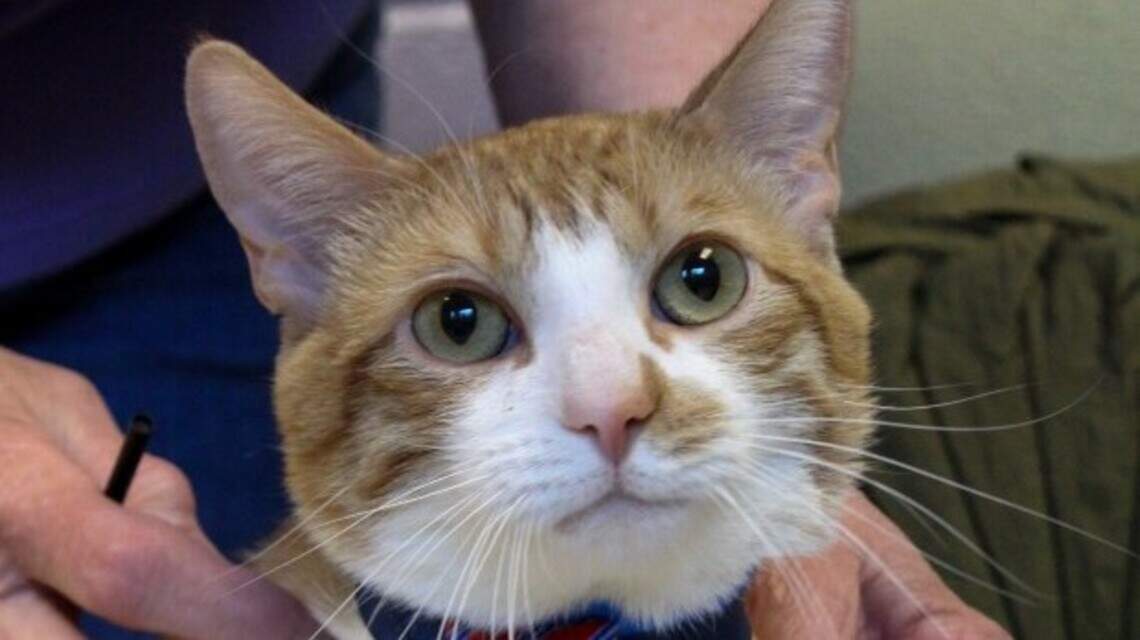 Ada County Pet of the Week: Otis Winslow