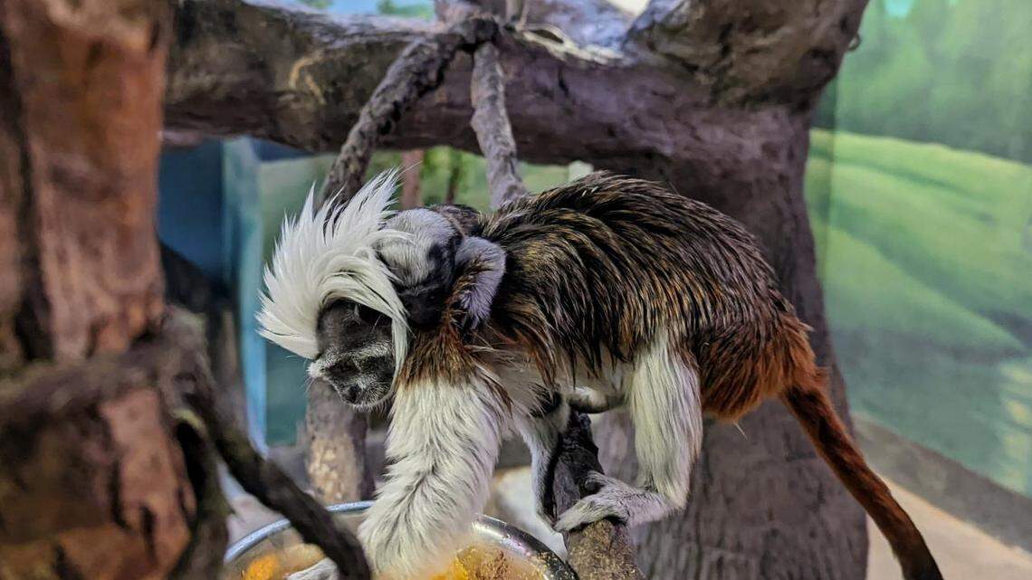 Zoo Boise’s new baby cotton-top tamarin on top of its parents back. The zoo recently matched parents Eddy and Mimi as part of the Species Survival Plan Program.