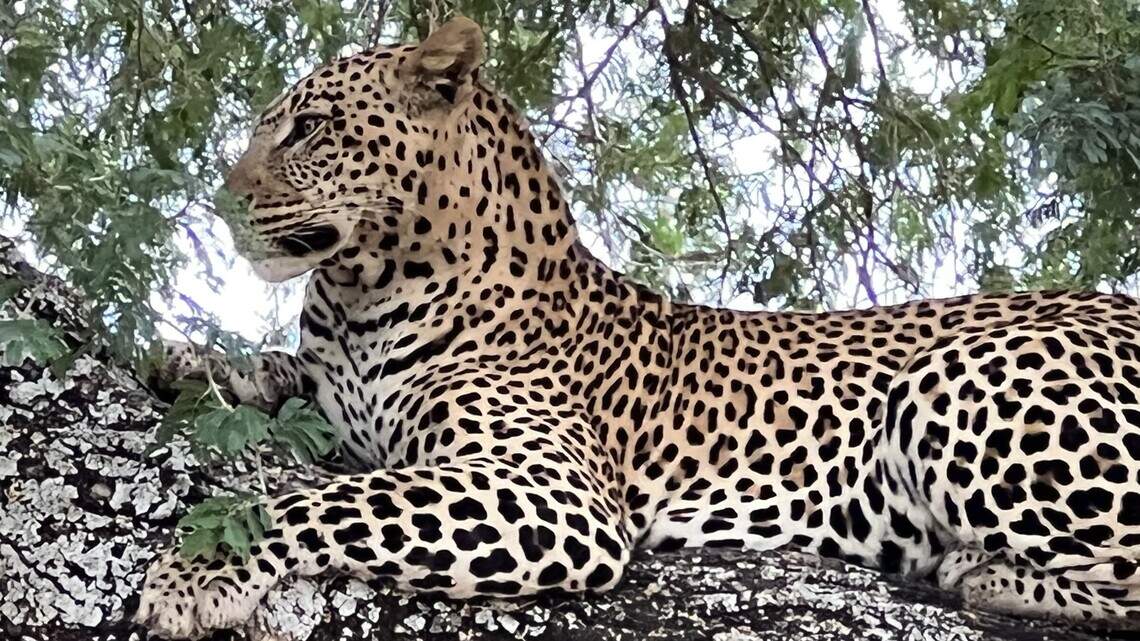 I’m good at spotting wildlife in the African bush. What good does that skill do me?