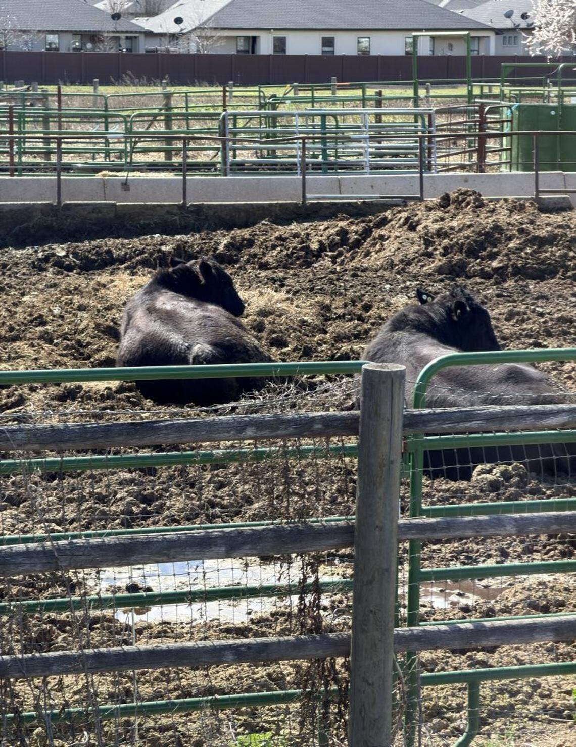 What was once a green grazing pasture has become a “dustbowl in the summer and a mudhole in the winter,” according to neighbors.