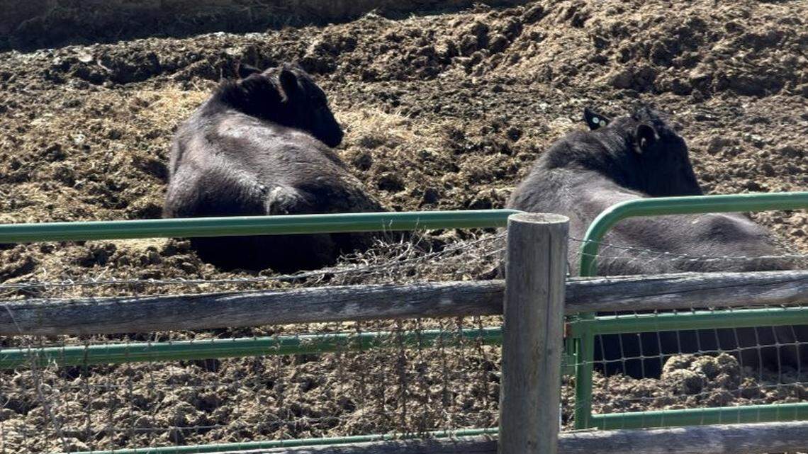 What happens when the farm next door goes ‘way over the line’? Eagle finds out