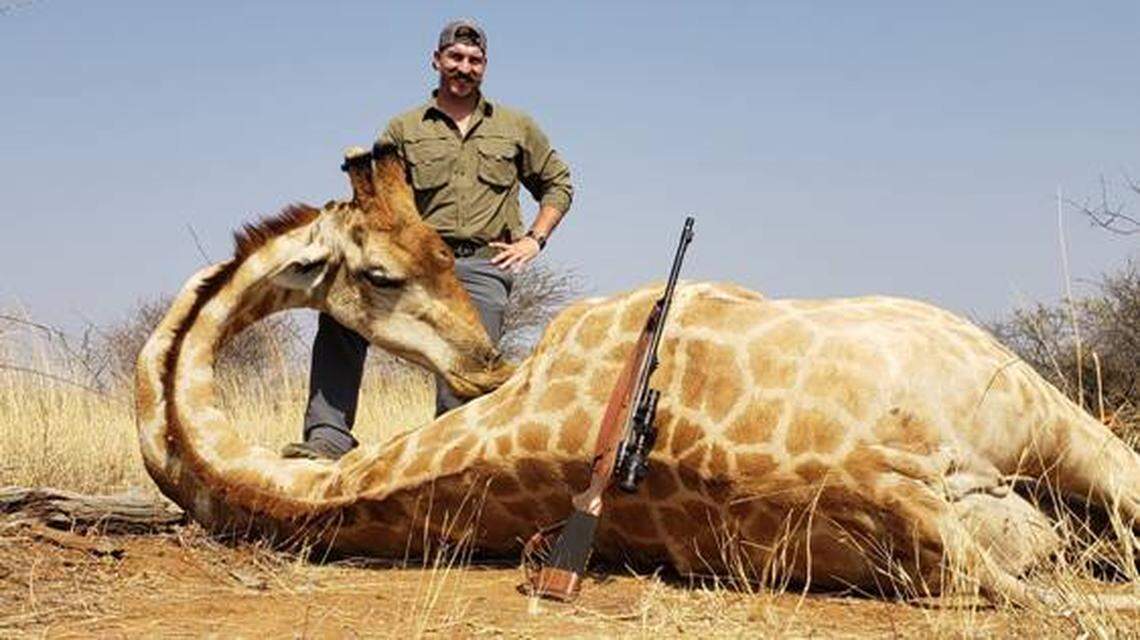 Blake Fischer also shot a giraffe on his trip to Africa. “This photo doesn’t do it justice, when we walked up on this guy, it was shocking how big it was. Look at me and the rifle compared to it.  It is all I can do to hold the head up,” he wrote in an email to friends and colleagues.