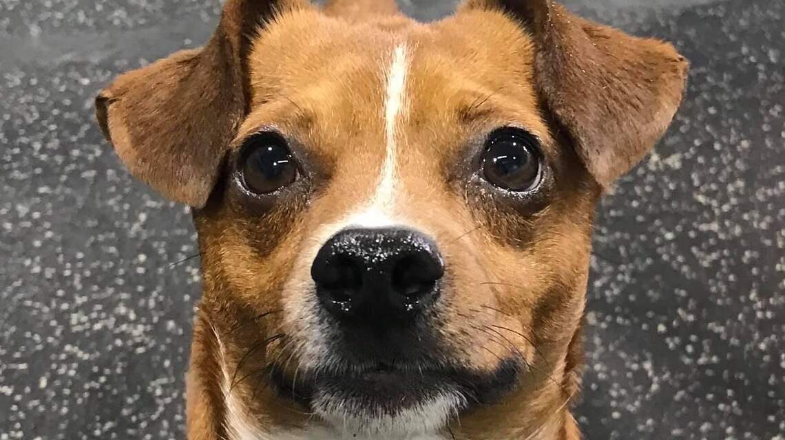 Meridian Pet of the Week: Tiger