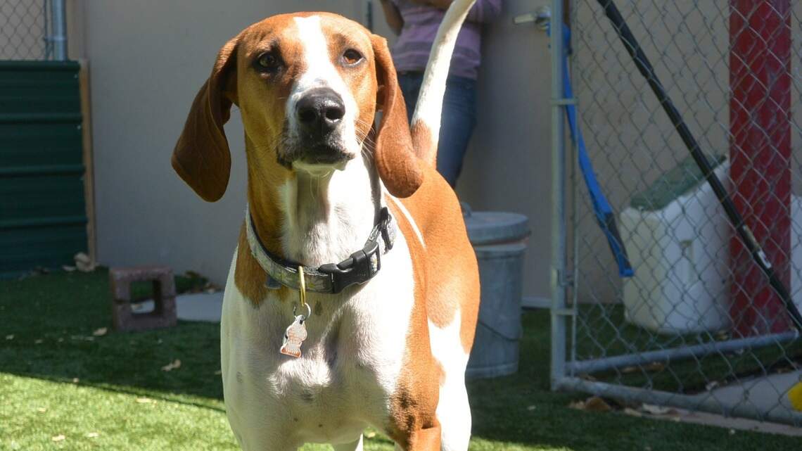 Meridian Pet of the Week: Mae